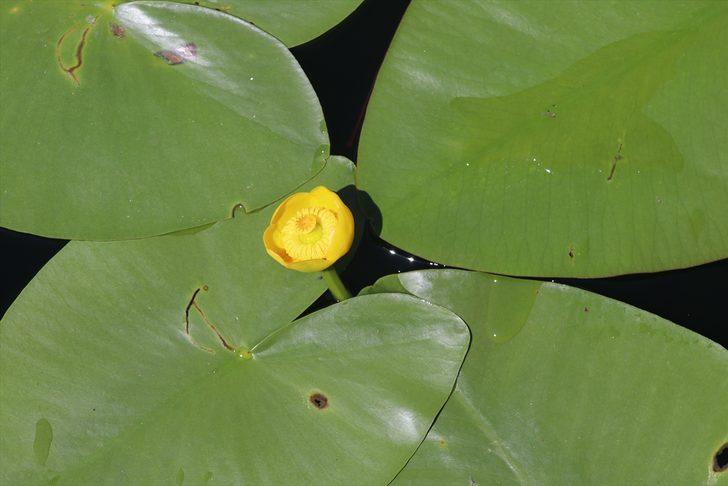Bolu'nun doğal güzelliklerle süslenmiş tabiat parkları büyülüyor G4