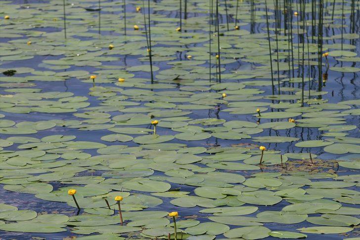 Bolu'nun doğal güzelliklerle süslenmiş tabiat parkları büyülüyor G5