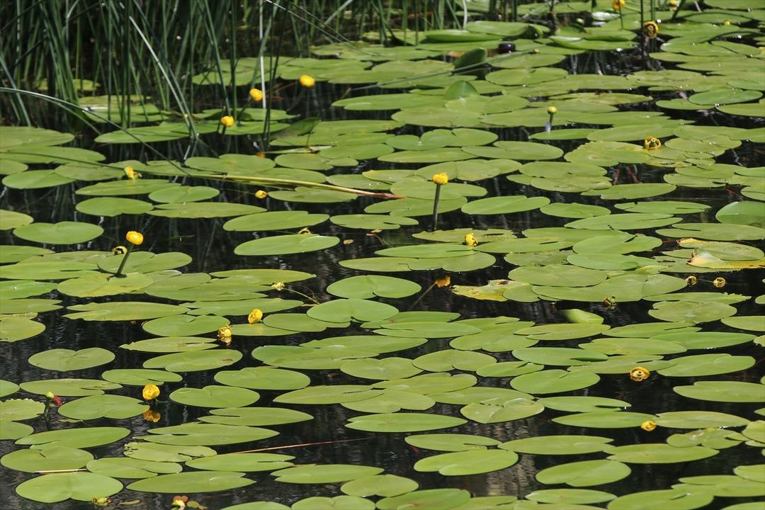 Bolu'nun doğal g&uuml;zelliklerle s&uuml;slenmiş tabiat parkları b&uuml;y&uuml;l&uuml;yor