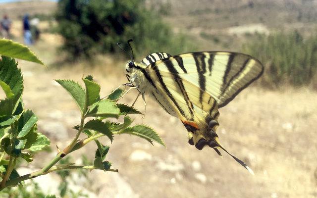 Sivas ta  Zebra &ccedil;atal kuyruklu kelebek  g&ouml;r&uuml;ld&uuml; 1