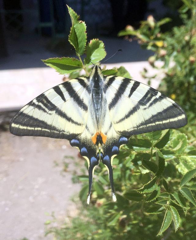 Sivas ta  Zebra &ccedil;atal kuyruklu kelebek  g&ouml;r&uuml;ld&uuml; 3