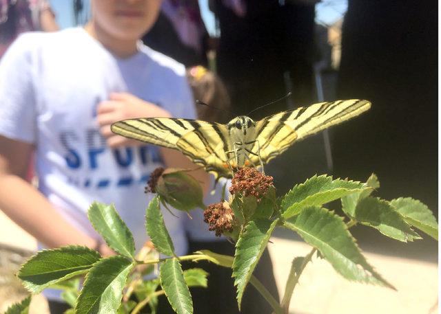 Sivas ta  Zebra &ccedil;atal kuyruklu kelebek  g&ouml;r&uuml;ld&uuml; 4