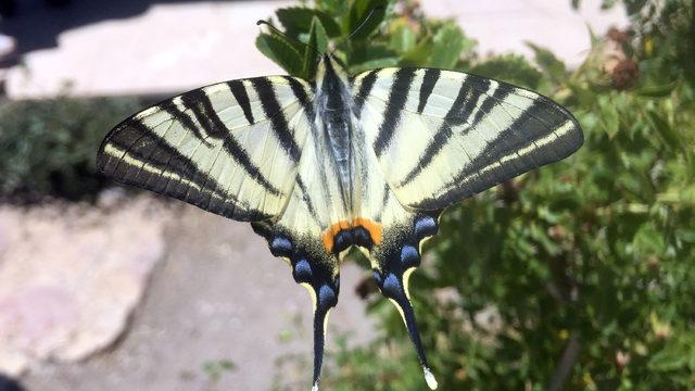 Sivas'ta 'Zebra çatal kuyruklu kelebek' görüldü