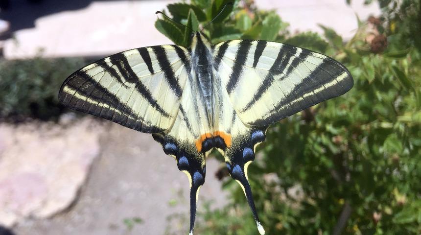 Sivas'ta 'Zebra &ccedil;atal kuyruklu kelebek' g&ouml;r&uuml;ld&uuml;