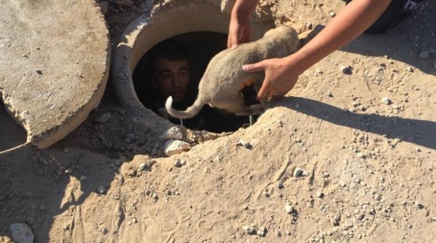 R&ouml;gara d&uuml;şen yavru k&ouml;peği itfaiye ekipleri kurtardı