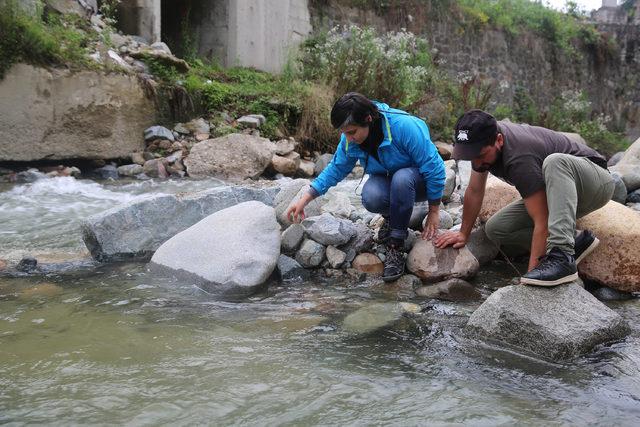 Rize'de toplu balık ölümleri