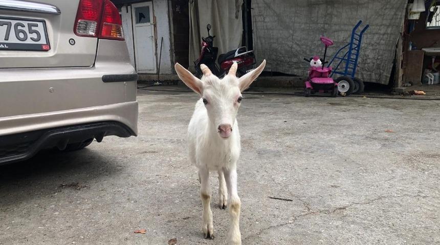 Sahibinden ka&ccedil;an ke&ccedil;iyi zabıtaya teslim ettiler