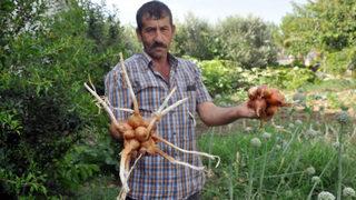 Çanakkale’de soğanlar görüntüsüyle şaşırttı! Sebebi sıkıntı ve stres mi?