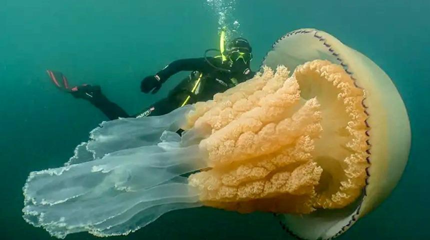 Dalgıç kadar büyük dev denizanası Cornish kıyılarında görüntülendi!