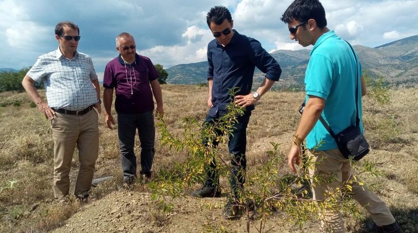 Almus&rsquo;ta gelir getiren ağa&ccedil;lar arazide incelendi