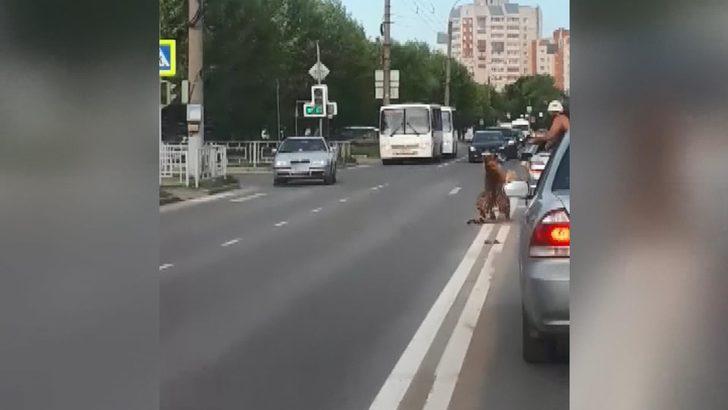 Rusya’da akılalmaz görüntü!  Camdan bir anda kaplan fırladı G3