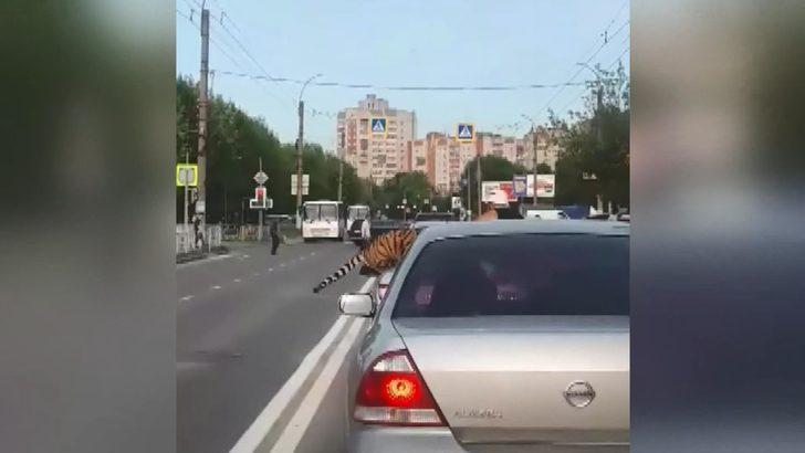 Rusya’da akılalmaz görüntü!  Camdan bir anda kaplan fırladı G4