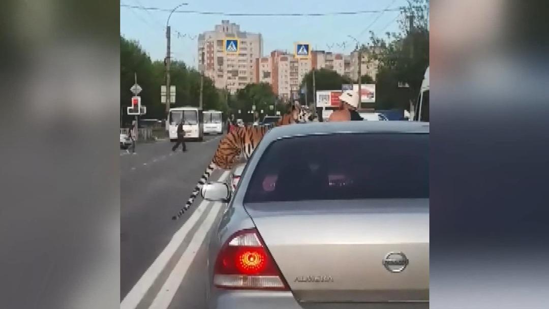 Rusya&rsquo;da akılalmaz g&ouml;r&uuml;nt&uuml;!  Camdan bir anda kaplan fırladı