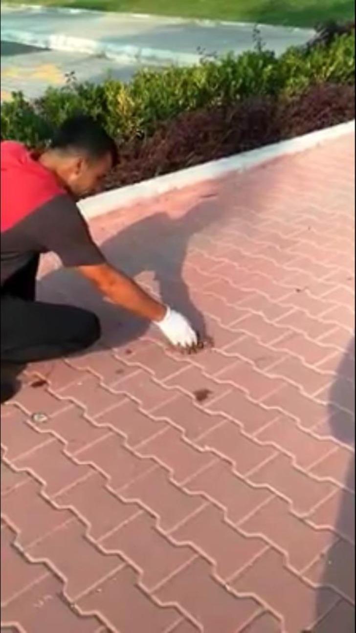 Ayağı yere atılan sakıza yapışan kuşu kurtardı G1