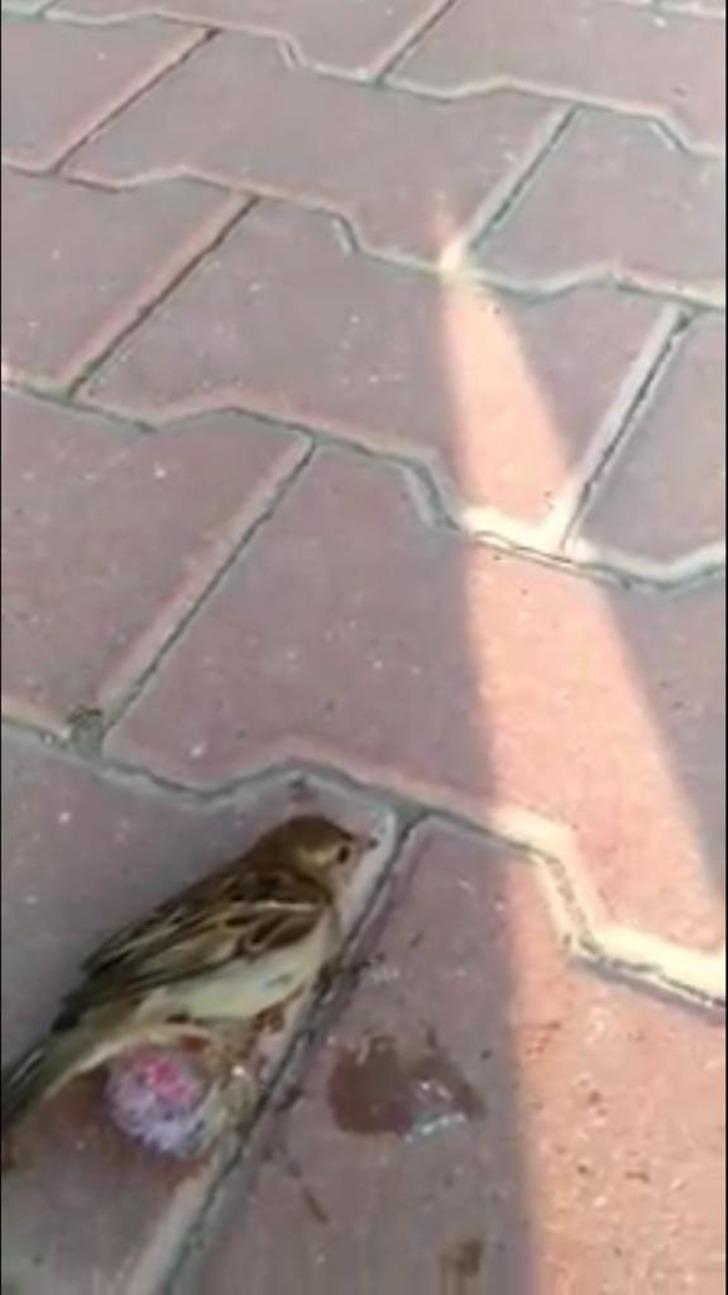 Ayağı yere atılan sakıza yapışan kuşu kurtardı G3