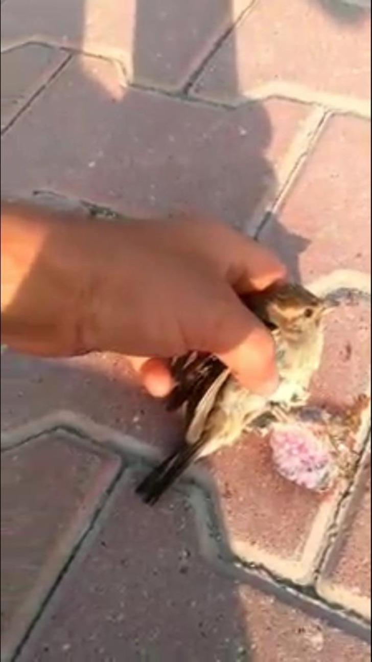 Ayağı yere atılan sakıza yapışan kuşu kurtardı G4