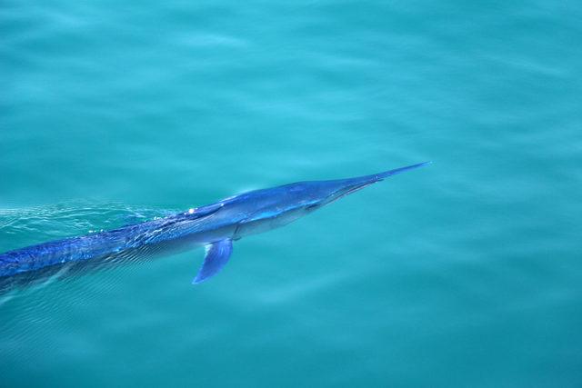 Mavi yelken balığı Kemer'de görüntülendi