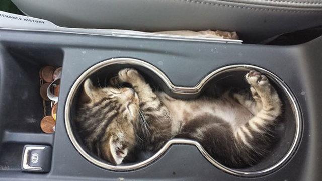 funny-cats-sleeping-weird-positions-31-5c0f7d94f20c4__605