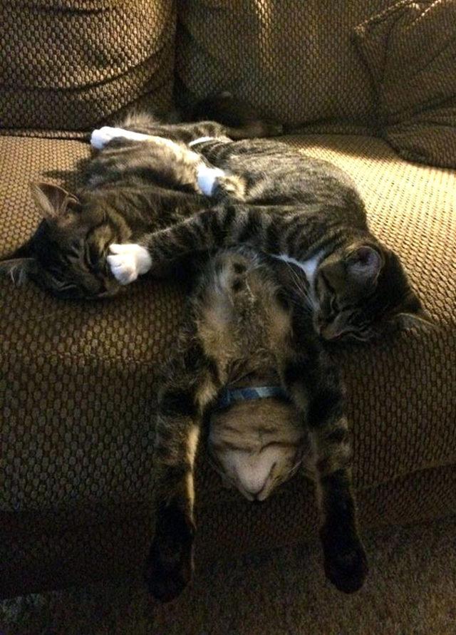 funny-cats-sleeping-weird-positions-150-5c0fa94358b05__605