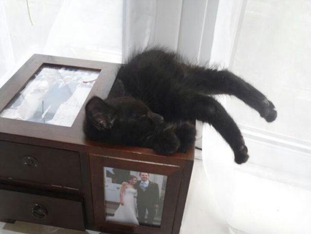 funny-cats-sleeping-weird-positions-151-5c0fa94e8d04c__605