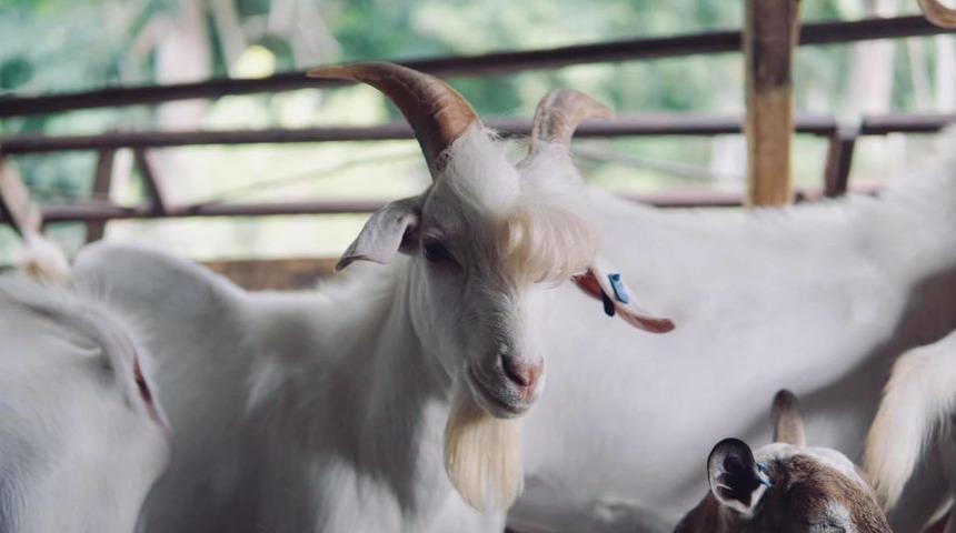 Yakışıklı keçi Malezya'da yıldız oldu: Kamerayı çok seviyor