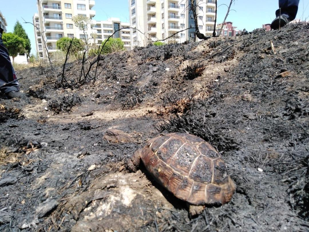 Anız ve ot yangınlarında hayvanlar da zarar g&ouml;r&uuml;yor