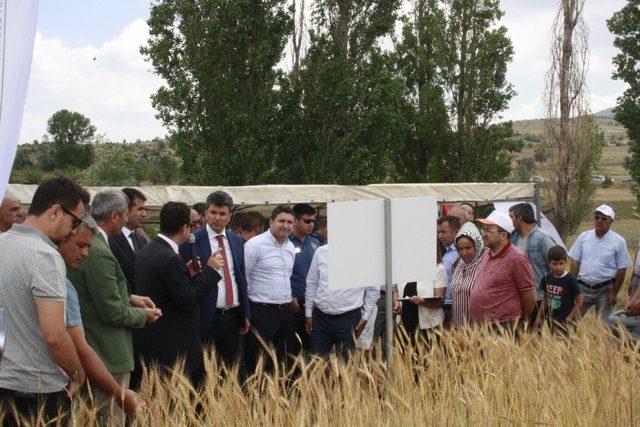 Niğde’de buğday tarla günü düzenlendi