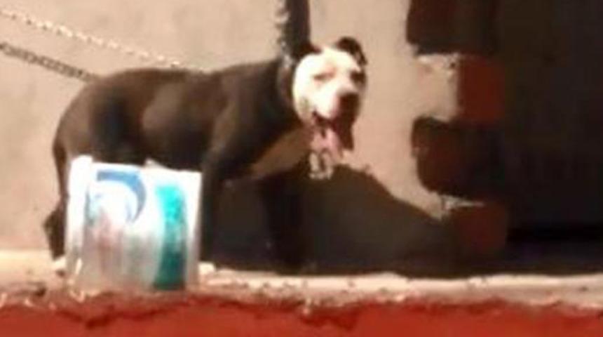 Sıcaktan &ouml;len k&ouml;peğin sahibine 7 bin 802 lira ceza