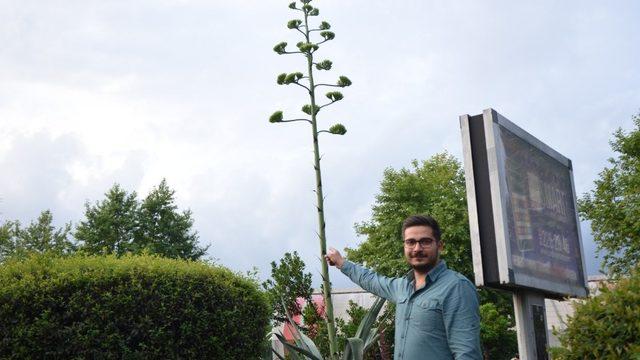 Dikildikten 14 yıl sonra çiçek açtı