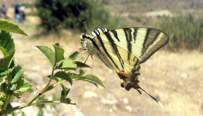 Sivas�ta �Zebra çatal kuyruklu kelebek� görüldü trend