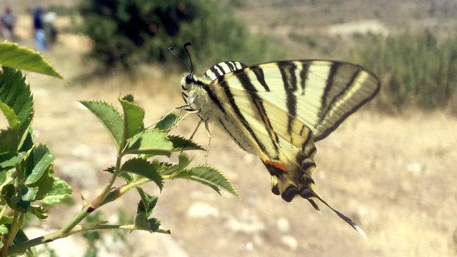 Sivas'ta 'Zebra çatal kuyruklu kelebek' görüldü