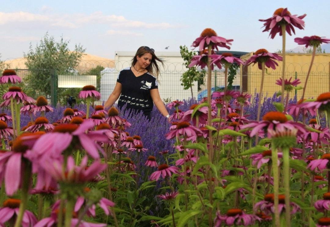 Van G&ouml;l&uuml; kıyısında lavanta ve ekinezya hasadı