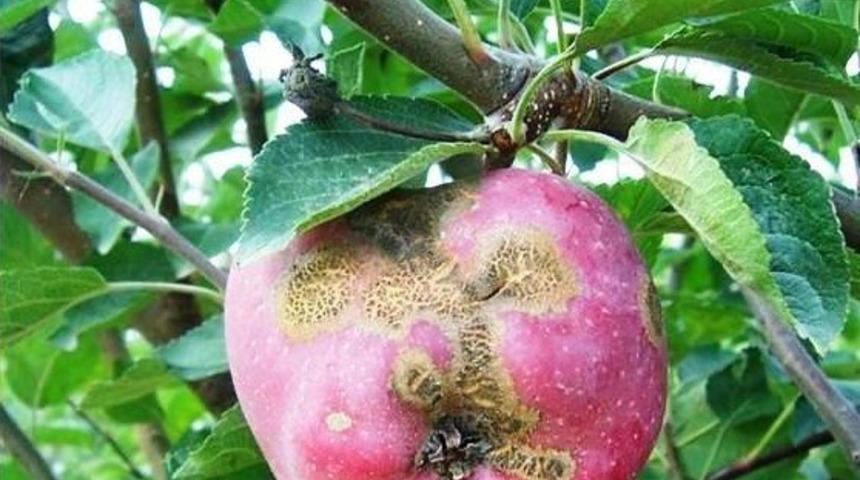 Elma i&ccedil; kurdunda ikinci d&ouml;le karşı ila&ccedil;lama d&ouml;nemi başladı