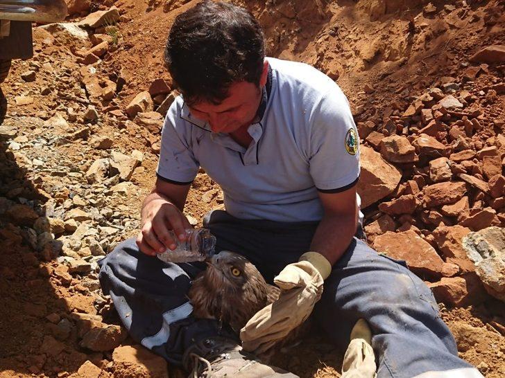 Yangından yaralı kurtulan kartal tedavi altına alındı G1