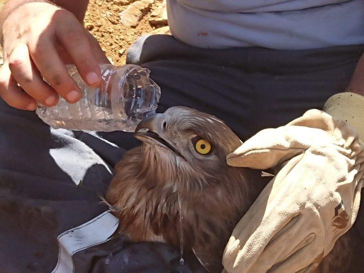 Yangından yaralı kurtulan kartal tedavi altına alındı G2