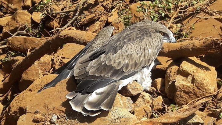 Yangından yaralı kurtulan kartal tedavi altına alındı G3