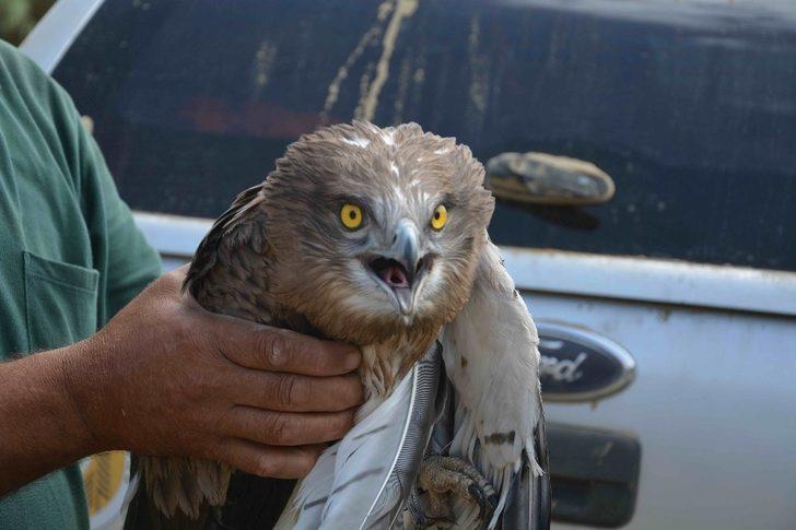 Yangından yaralı kurtulan kartal tedavi altına alındı G4