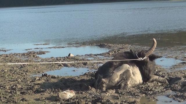 Arnavutk&ouml;y de g&ouml;l kenarında &ccedil;amura saplanan mandayı itfaiye kurtardı 1