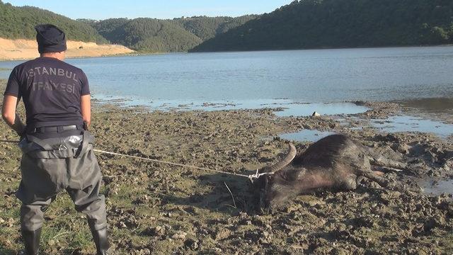 Arnavutk&ouml;y de g&ouml;l kenarında &ccedil;amura saplanan mandayı itfaiye kurtardı 2