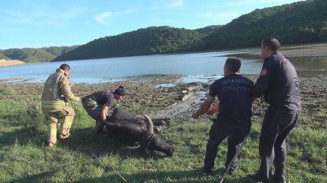 Arnavutk&ouml;y de g&ouml;l kenarında &ccedil;amura saplanan mandayı itfaiye kurtardı 3