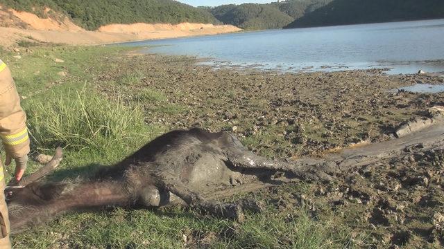 Arnavutk&ouml;y de g&ouml;l kenarında &ccedil;amura saplanan mandayı itfaiye kurtardı 4