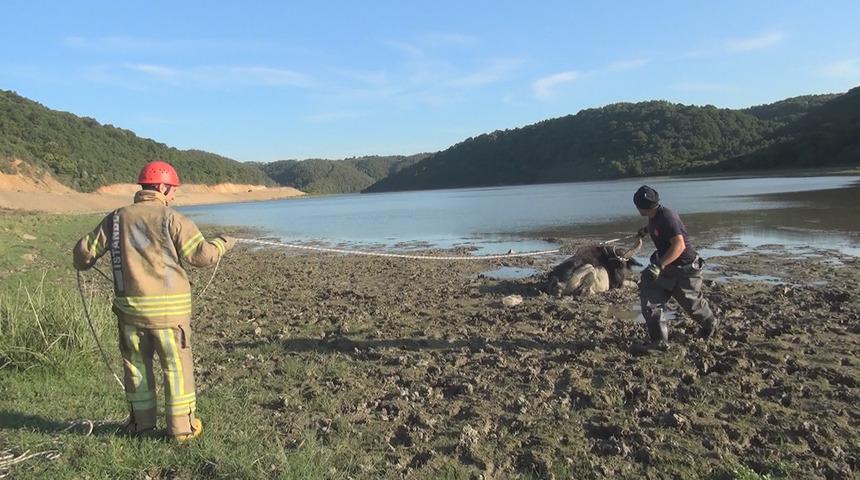 Arnavutk&ouml;y'de g&ouml;l kenarında &ccedil;amura saplanan mandayı itfaiye kurtardı