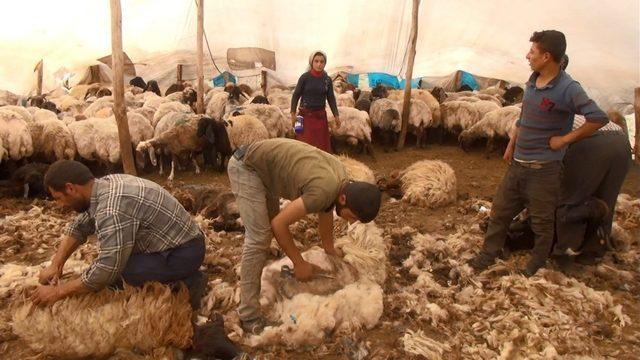 Yaylalarda koyun kırkma zamanı