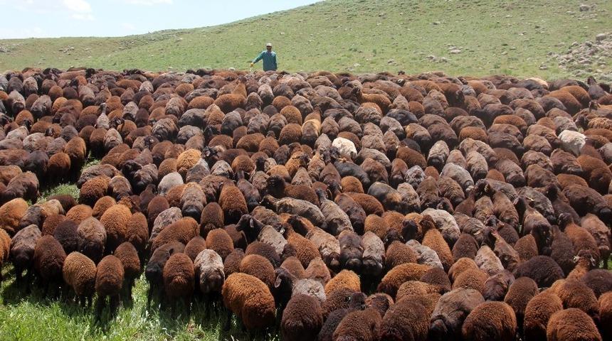 Yaylalarda koyun kırkma zamanı