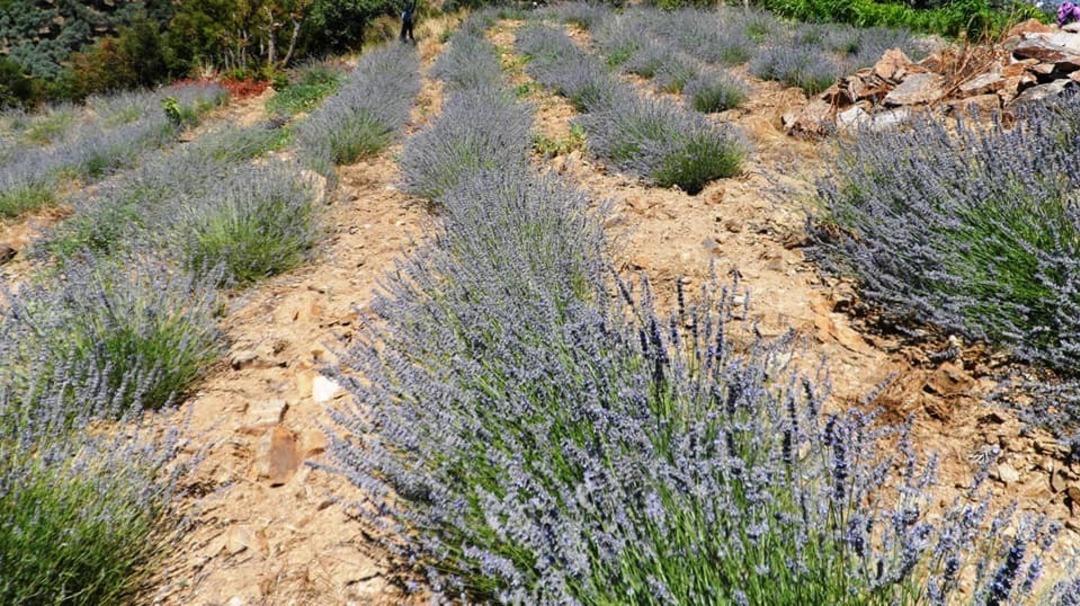 Yenipazar lavanta kokmaya başladı
