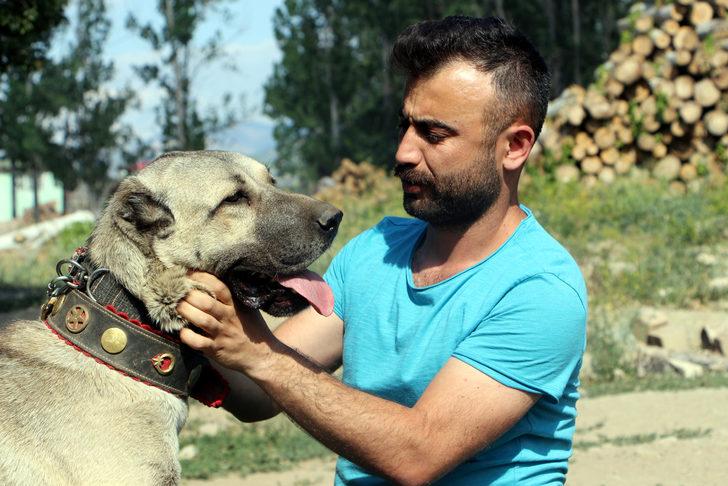 Bu köpeğin yavruları doğmadan satılıyor! G3