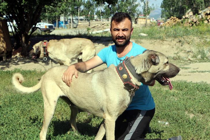 Bu köpeğin yavruları doğmadan satılıyor! G4