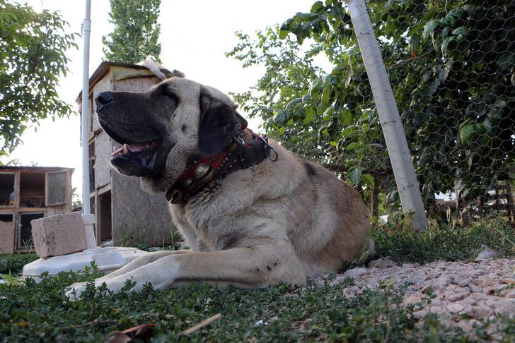 Bu köpeğin yavruları doğmadan satılıyor! G1