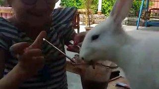 Sıcaktan bunalan tavşanların dondurma keyfi