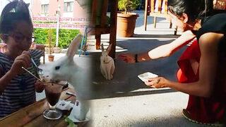 Sıcaktan bunalan tavşanlar dondurmayla serinledi